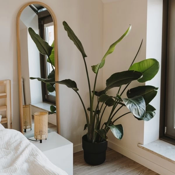 A plant in the corner of a room